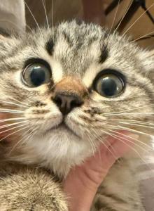 Hurry - Scottish Straight Kitten For Sale - Atlanta&comma; GA&comma; US
