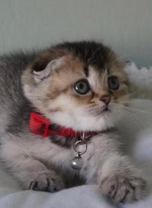 Chiara - Scottish Fold Kitten For Sale - Henderson&comma; NV&comma; US