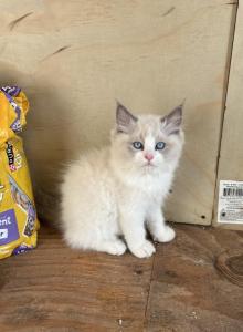 Big Ragdoll Boy - Ragdoll Kitten For Sale - American Canyon&comma; CA&comma; US