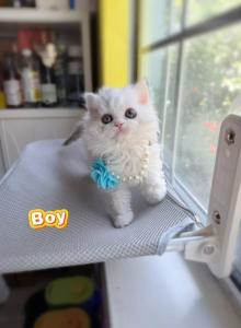 Ponpon - Selkirk Rex Kitten For Sale - CA&comma; US