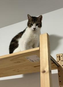 Ossie - Domestic Cat For Adoption - Brooklyn&comma; NY&comma; US