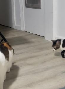 Ruby - Domestic Cat For Sale - Brooklyn&comma; NY&comma; US