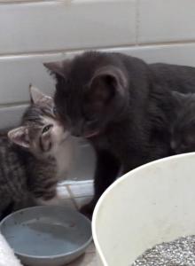 Luna and Twyla - Russian Blue Kitten For Adoption - Atlanta&comma; GA&comma; US