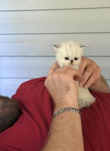 Blaze - Persian Kitten For Sale - Spruce Pine&comma; NC&comma; US