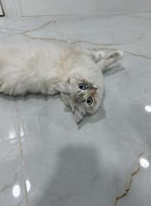 Chanel - Ragdoll Cat For Sale - Dearborn&comma; MI&comma; US