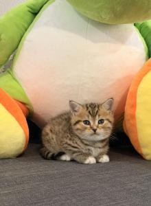 Pika - Scottish Straight Kitten For Sale - Washougal&comma; WA&comma; US