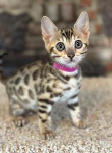 Bengal Kittens - Bengal Kitten For Sale - Santa Clarita&comma; CA&comma; US
