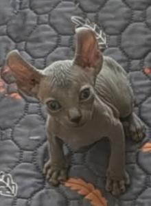 Strangesphynxandelfs - Sphynx Kitten For Sale - IL&comma; US