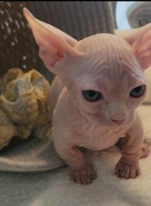 Strangesphynxandelfs - Sphynx Kitten For Sale - IL&comma; US