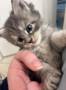 lilac - Maine Coon Kitten For Adoption - Land O Lakes&comma; FL&comma; US