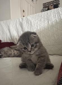Scottish folds - Scottish Fold Kitten For Sale - Antioch&comma; CA&comma; US