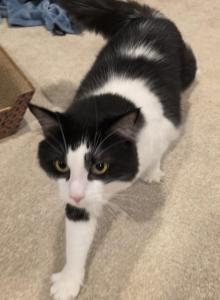 Lynryd - Domestic Cat For Adoption - Lorain, OH, US Lynryd - Domestic Cat For Adoption - Lorain, OH, US