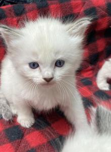 Purebred Siamese female kitten Lilac Point - Siamese Kitten For Adoption - NJ, US Purebred Siamese female kitten Lilac Point - Siamese Kitten For Adoption - NJ, US