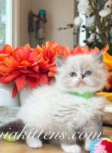 Siberian boy - Siberian Kitten For Sale - Aldie, VA, US Siberian boy - Siberian Kitten For Sale - Aldie, VA, US