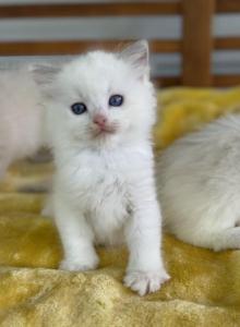Bunny - Ragdoll Kitten For Sale - Sugar Valley, GA, US Bunny - Ragdoll Kitten For Sale - Sugar Valley, GA, US