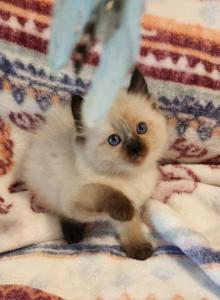 Spring Kittens - Ragdoll Kitten For Sale - TX, US Spring Kittens - Ragdoll Kitten For Sale - TX, US