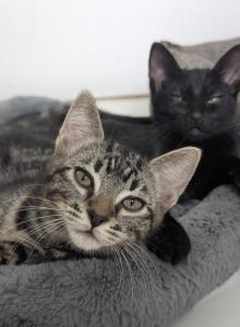 Solids & Stripes - Domestic Kitten For Adoption - Los Angeles, CA, US Solids & Stripes - Domestic Kitten For Adoption - Los Angeles, CA, US