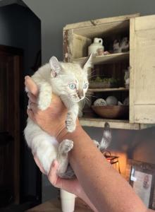 Seal Lynx point - Bengal Kitten For Sale - Litchfield, IL, US Seal Lynx point - Bengal Kitten For Sale - Litchfield, IL, US