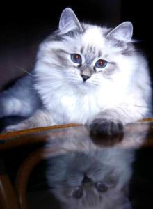 JAMES BOND - Siberian Cat For Sale - Eau Claire, WI, US JAMES BOND - Siberian Cat For Sale - Eau Claire, WI, US