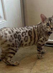 Olivine Purple Collar - Bengal Kitten For Sale - Oklahoma City, OK, US Olivine Purple Collar - Bengal Kitten For Sale - Oklahoma City, OK, US