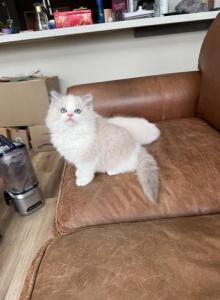 Gaston - Ragdoll Kitten For Sale - San Diego&comma; CA&comma; US