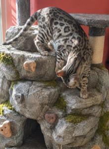 Bogus Benson - Bengal Cat For Sale - Silver Springs, NV, US Bogus Benson - Bengal Cat For Sale - Silver Springs, NV, US