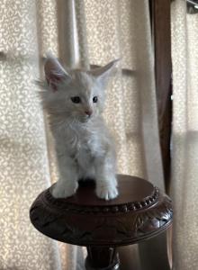 Mack of Donnelly - Maine Coon Kitten For Sale - Port Clinton&comma; OH&comma; US