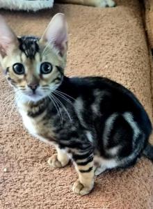Zariah - Bengal Kitten For Sale - Middleport&comma; NY&comma; US