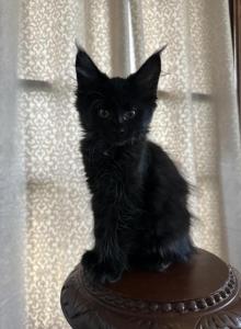 Sienna of Donnelly - Maine Coon Kitten For Sale - Port Clinton&comma; OH&comma; US