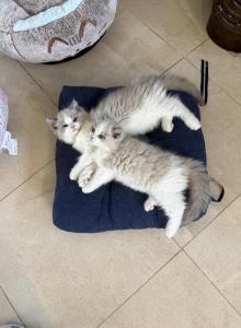Gaston - Ragdoll Kitten For Sale - San Diego&comma; CA&comma; US