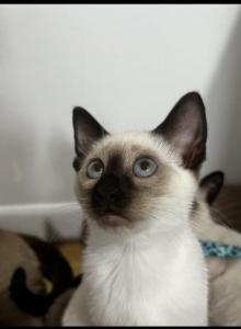 Motchi and Siblings - Siamese Kitten For Sale - Dearborn&comma; MI&comma; US