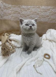 Lilac Boy GrCh Sire - British Shorthair Kitten For Sale - Providence&comma; RI&comma; US