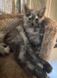 Maple - Maine Coon Kitten For Sale - Bechtelsville&comma; PA&comma; US