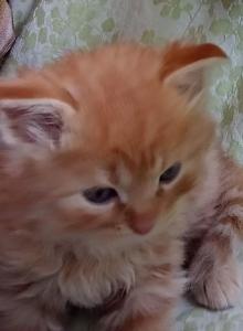 Titus - Siberian Kitten For Sale - Woodburn&comma; OR&comma; US