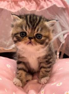 Honey - Exotic Kitten For Sale - Arlington Heights&comma; IL&comma; US