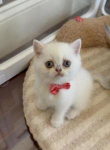 Princess - Scottish Straight Kitten For Sale - Minneapolis&comma; MN&comma; US