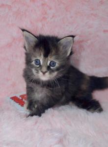 Alaia - Maine Coon Kitten For Sale - Miami, FL, US Alaia - Maine Coon Kitten For Sale - Miami, FL, US