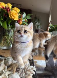 Tigers - Scottish Straight Kitten For Sale - Vancouver, WA, US Tigers - Scottish Straight Kitten For Sale - Vancouver, WA, US