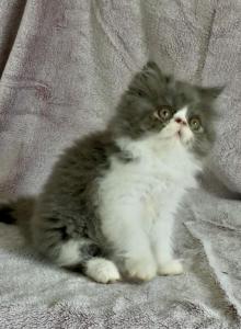 Obi - Persian Kitten For Sale - Delta&comma; PA&comma; US