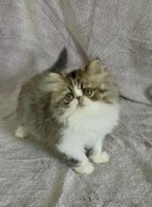 Leia - Persian Kitten For Sale - Delta&comma; PA&comma; US