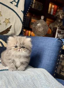 Harbor - Persian Kitten For Sale - Pensacola&comma; FL&comma; US