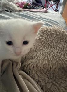 The three white kittens - Domestic Kitten For Sale - Longmeadow&comma; MA&comma; US