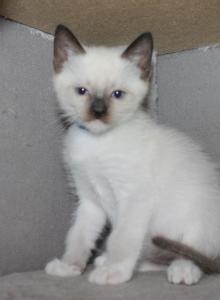 Draco - Snowshoe Kitten For Sale - Anza&comma; CA&comma; US