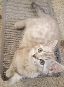 Litter size pending - Bengal Kitten For Sale - Bath&comma; PA&comma; US