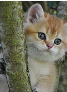 Jojo - British Shorthair Kitten For Sale - Vancouver&comma; WA&comma; US