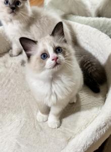 Ragdoll kittens - Ragdoll Kitten For Sale - Sanford&comma; FL&comma; US