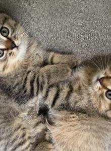 Hurry - Scottish Straight Kitten For Sale - Atlanta&comma; GA&comma; US