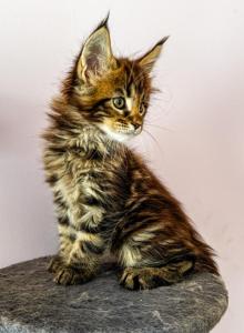 Maine Coon Female - Maine Coon Kitten For Sale - Staten Island&comma; NY&comma; US