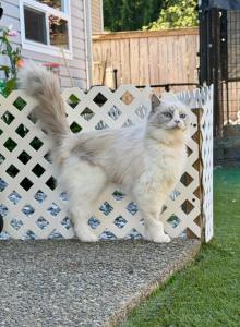 Sarabi Blue Bicolor Ragdoll Female - Ragdoll Cat For Sale - Puyallup&comma; WA&comma; US