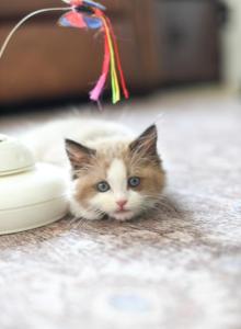 MJ Bicolor Mink Seal Ragdoll - Ragdoll Kitten For Sale - Corona&comma; CA&comma; US